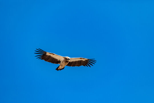 蓝天上正在飞的老鹰