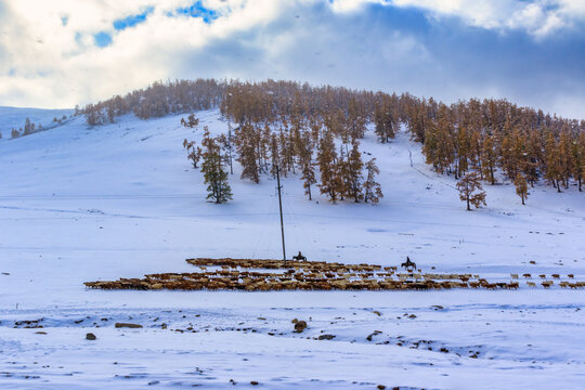 新疆冬季雪中放牧羊群