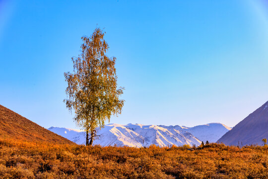 新疆深秋雪山白桦树风光