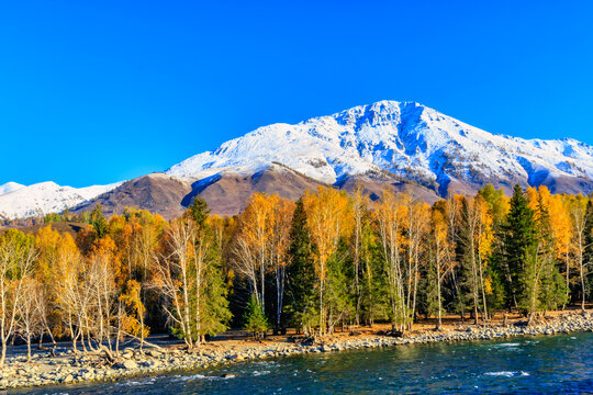 新疆禾木雪山白桦林溪流秋色