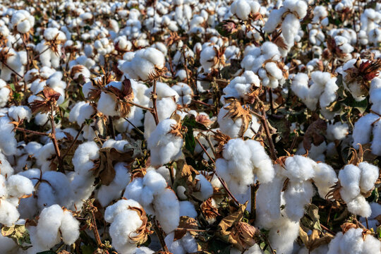 新疆棉花产地近景实拍