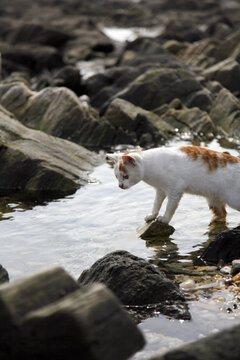 海边一只可爱的流浪猫