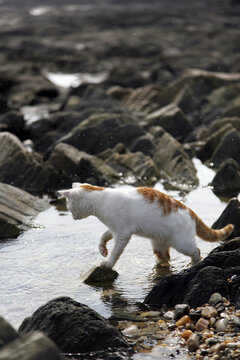 海边一只可爱的小花猫