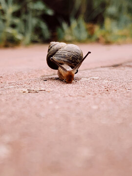 地上有一只爬行的蜗牛