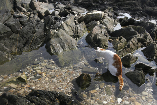 海边有一只可爱的流浪猫