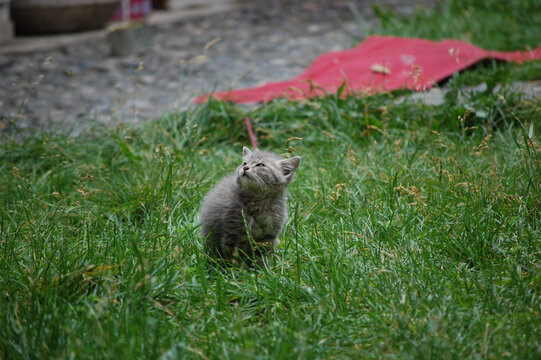草坪上有一只灰色的小猫