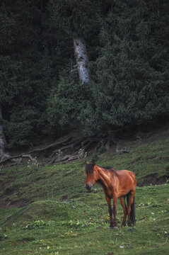 草原上有一只棕色野马