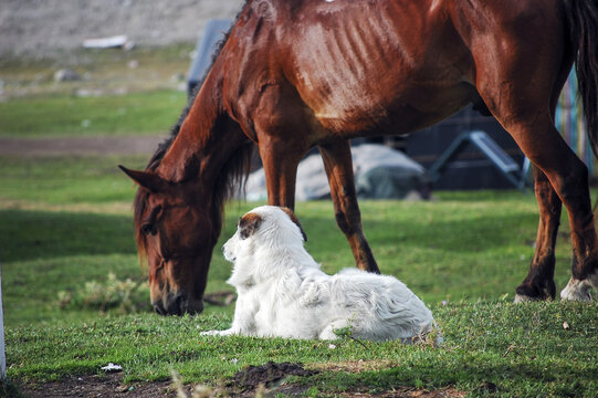 草原上有一匹野马和一只牧羊犬