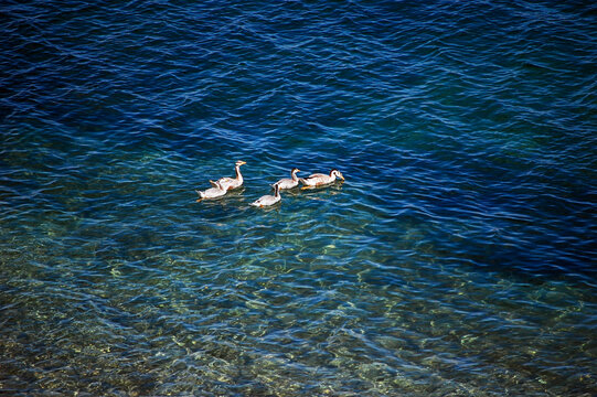 蓝色的湖中有几只野鸭子