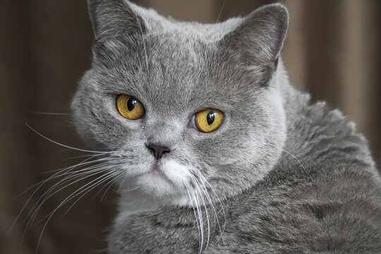 一只可爱的灰色英国短毛猫