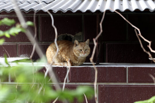 一只可爱的黄色流浪猫