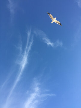 蓝天天空中飞翔的水鸟