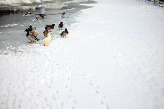 冬天雪地上有几只公鸡