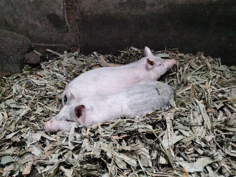 农村农户圈养的猪
