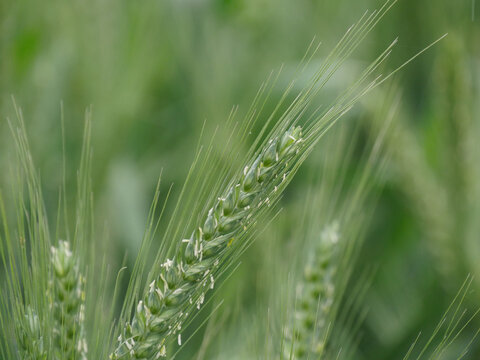麦地里抽穗扬花的小麦