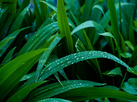 带雨珠的绿色植物