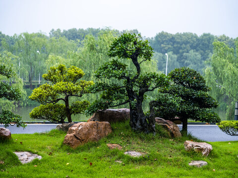 湖北京山园林风光对接白蜡树
