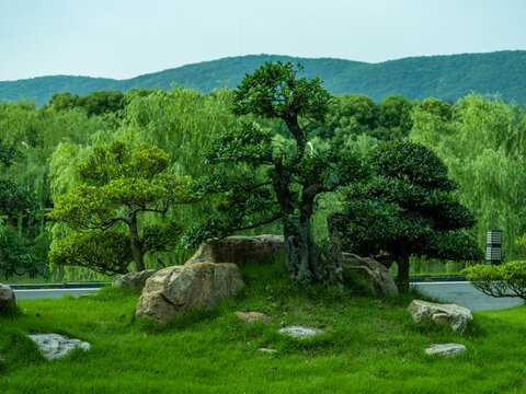 湖北京山园林风光对接白蜡树