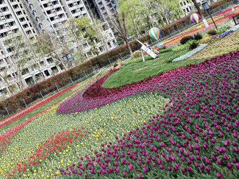 郁金香花海