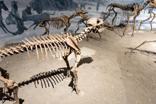 鬣狗骨骼化石标本