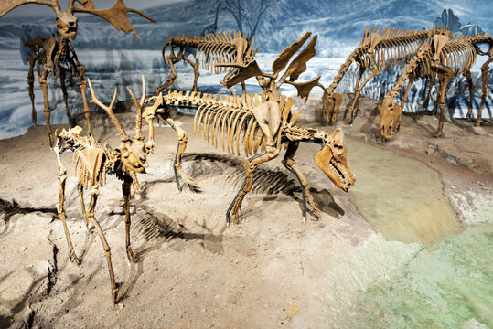 骨骼化石标本