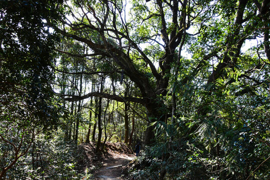 石屋坑古道白栎树