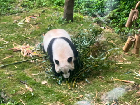 成都大熊猫繁育基地大熊猫