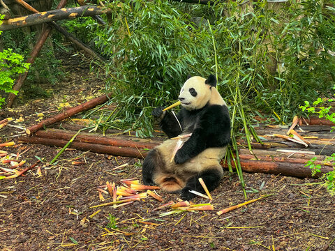 成都大熊猫繁育基地大熊猫
