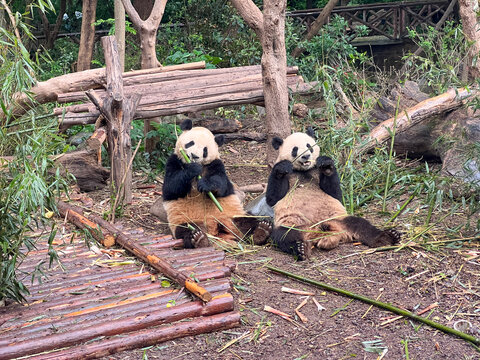 成都大熊猫繁育基地大熊猫