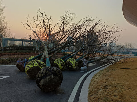 移植的梧桐树