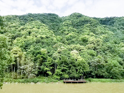 茂密的山林