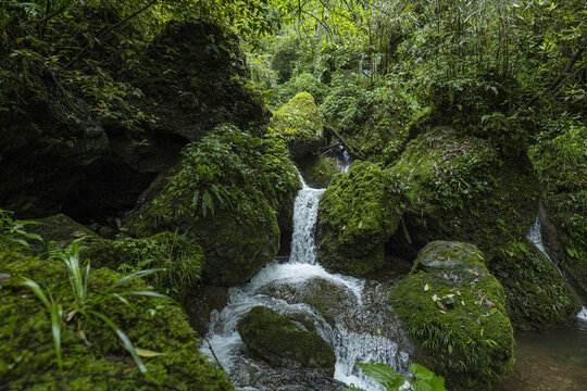 森林溪流青城山