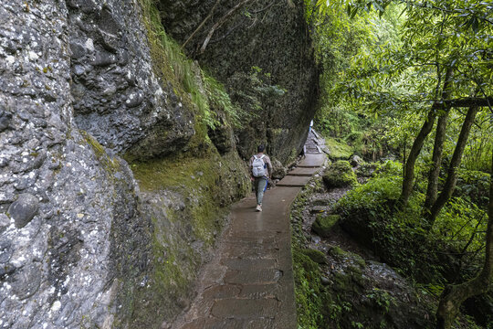 森林溪流青城山