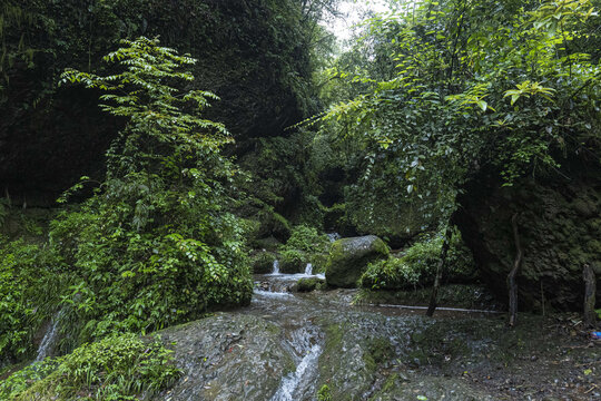 森林溪流青城山