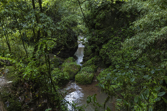 森林溪流青城山