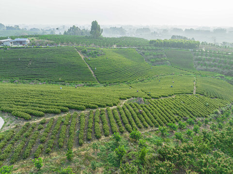 茶山茶园