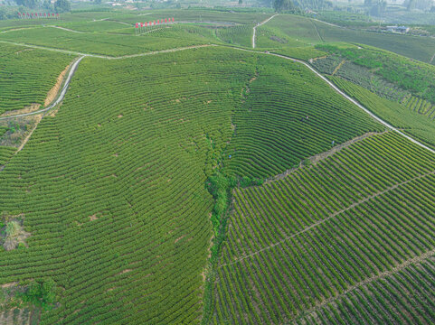 茶山茶园