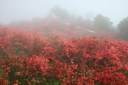 杜鹃花