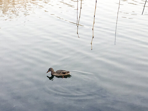 宁静的湖中游泳的野鸭