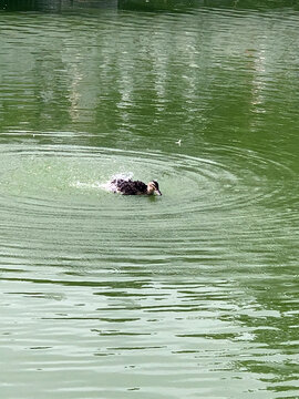 宁静的湖中游泳的野鸭