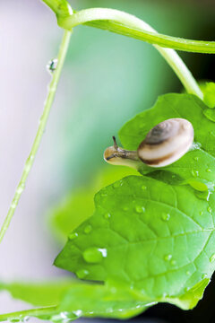 雨后绿色叶子上有只爬行的蜗牛