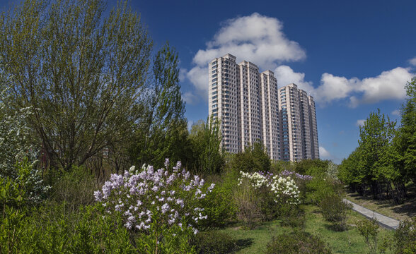 鲜花盛开的城市