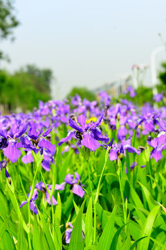 鸢尾花