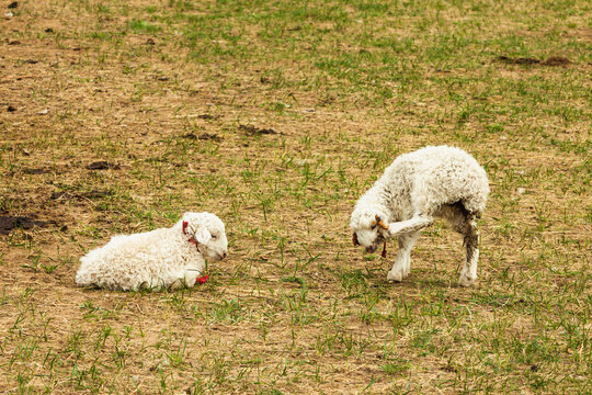 春天草原小羊