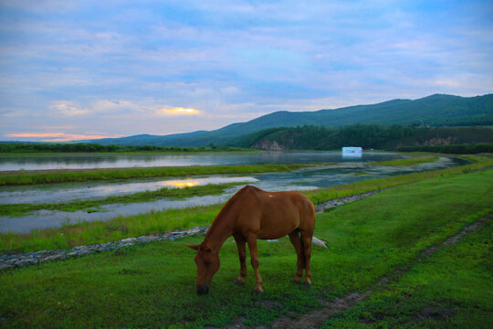 清晨河边马吃草