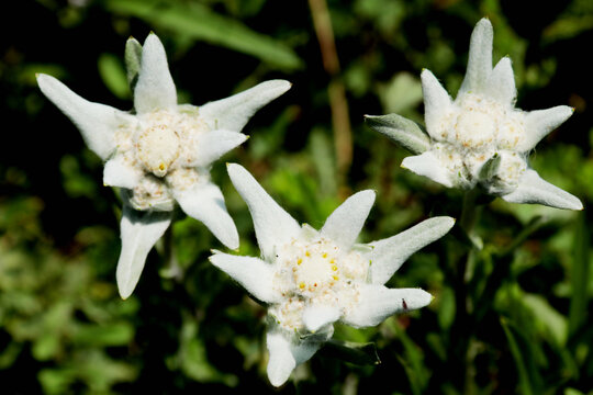 雪绒花