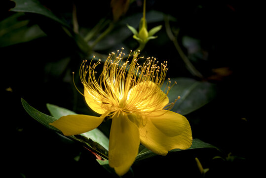 金丝桃花