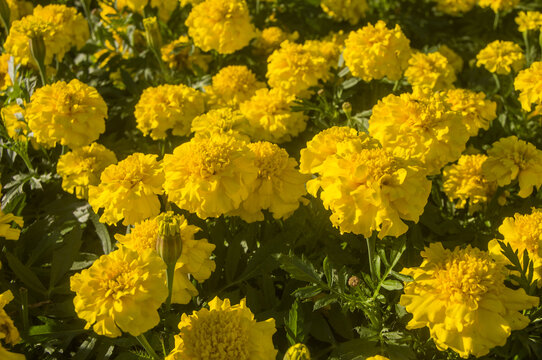 黄色花朵菊花