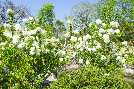 白色绣球花树