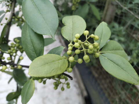 花椒果实特写